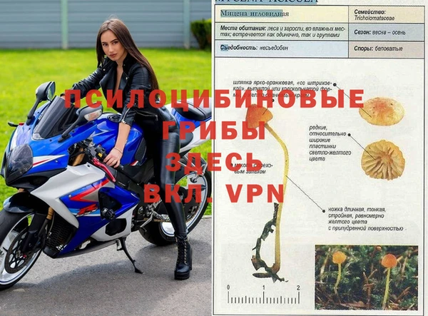 прущие грибы Магас